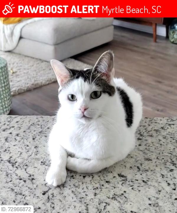 Lost Female Cat last seen Market common , Myrtle Beach, SC 29577