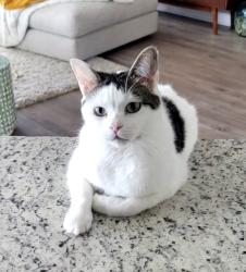 Lost Female Cat last seen Market common , Myrtle Beach, SC 29577