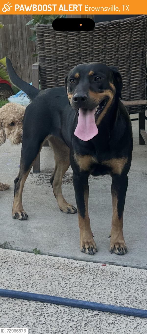 Found/Stray Female Dog last seen Laredo rd/ quail hollow, Brownsville, TX 78520