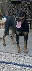 Found/Stray Female Dog last seen Laredo rd/ quail hollow, Brownsville, TX 78520