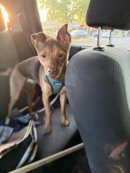Found/Stray Female Dog last seen W Browning Ave & N Briarwood Ave, Fresno, CA 93711