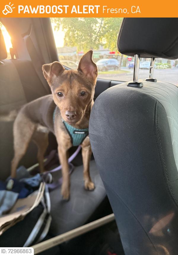 Found/Stray Female Dog last seen W Browning Ave & N Briarwood Ave, Fresno, CA 93711