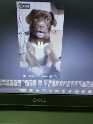 Lost Female Dog last seen Walton St Park, Asheville, NC 28801