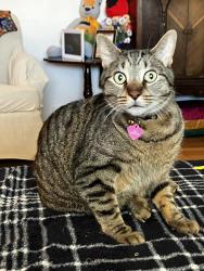 Reunited Male Cat last seen S St and Walsh East Chicago Indiana, East Chicago, IN 46312