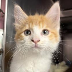 Shelter Stray Male Cat last seen Loris, SC 29569, North Myrtle Beach, SC 29582