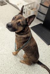 Shelter Stray Male Dog last seen Atlanta, GA 30313, Atlanta, GA 30336