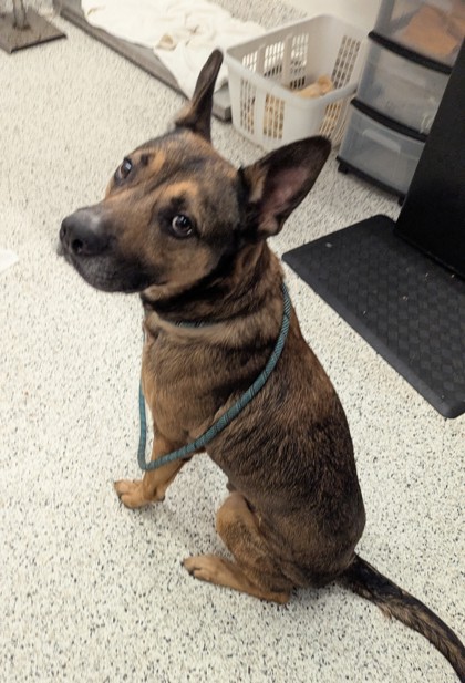 Shelter Stray Male Dog last seen Atlanta, GA 30313, Atlanta, GA 30336