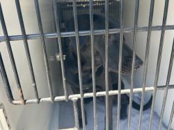 Shelter Stray Unknown Dog last seen Sandy Springs, GA 30342, Atlanta, GA 30336