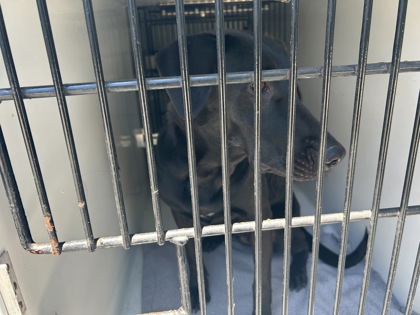 Shelter Stray Unknown Dog last seen Sandy Springs, GA 30342, Atlanta, GA 30336