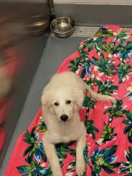 Shelter Stray Female Dog last seen Southlake, TX , Keller, TX 76248
