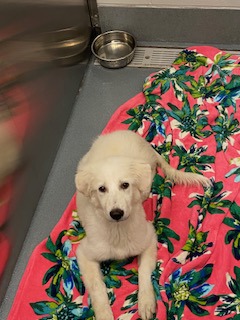 Shelter Stray Female Dog last seen Southlake, TX , Keller, TX 76248