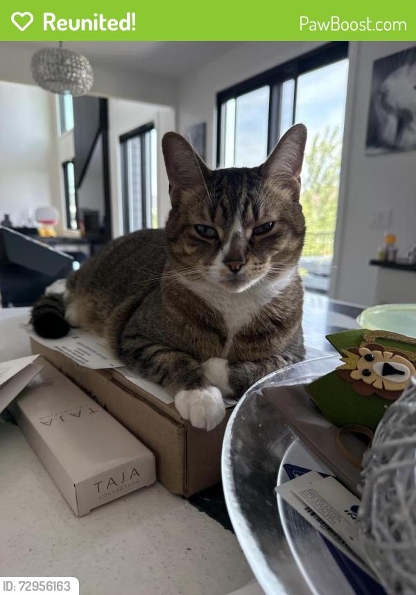 Reunited Male Cat last seen Ashwood Park / Ashwood Road, Honey Locust & Teak Circle (near pond), Naperville, IL 60564