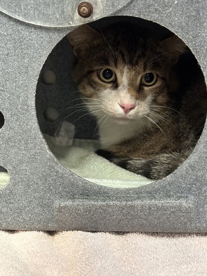 Shelter Stray Unknown Cat last seen Roseville, CA 95747, Roseville, CA 95678