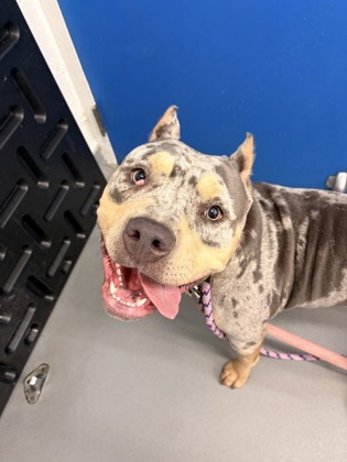 Shelter Stray Female Dog last seen Seattle, WA 98109, Seattle, WA 98119