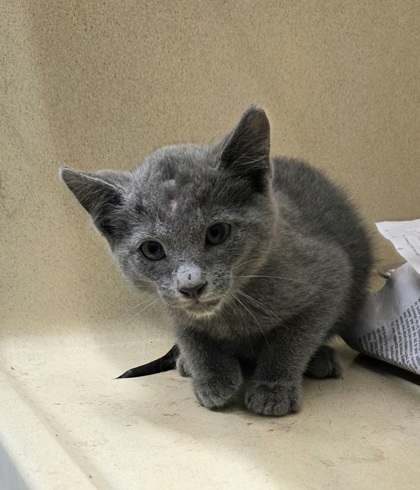 Shelter Stray Unknown Cat last seen Near FM 78, Converse, TX 78109, Zone 3, , Converse, TX 78109