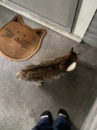 Shelter Stray Unknown Cat last seen Seattle, WA 98107, Seattle, WA 98119