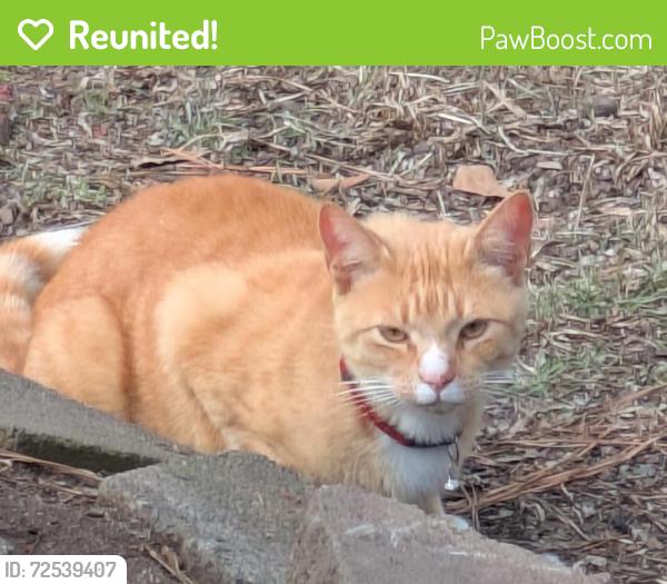 Reunited Unknown Cat last seen Newport Dr. 29223, Columbia, SC 29223