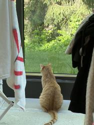 Lost Male Cat last seen secretariat road near exmoor, Toledo, OH 43615