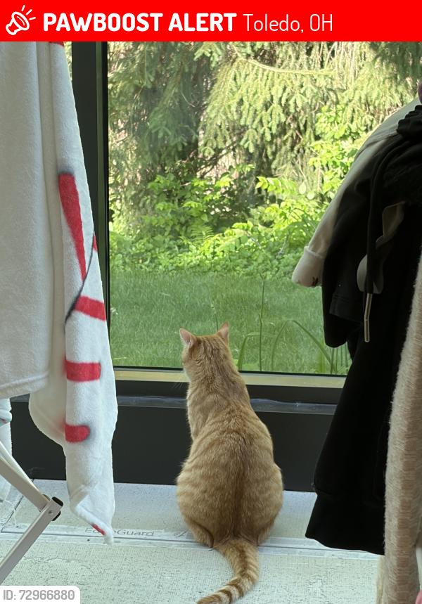 Lost Male Cat last seen secretariat road near exmoor, Toledo, OH 43615