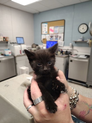 Shelter Stray Male Cat last seen Gastonia, NC 28054, Gastonia, NC 28052