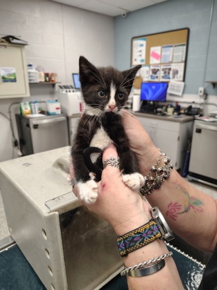 Shelter Stray Male Cat last seen Gastonia, NC 28054, Gastonia, NC 28052