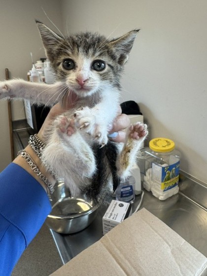 Shelter Stray Female Cat last seen Scyene & Hamden Ln, 75149, TX, Mesquite, TX 75149