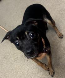 Shelter Stray Female Dog last seen Near WEDGEWOOD DRIVE Stone Mountain, 30088, 30088, GA, Atlanta, GA 30341