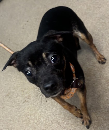 Shelter Stray Female Dog last seen Near WEDGEWOOD DRIVE Stone Mountain, 30088, 30088, GA, Atlanta, GA 30341