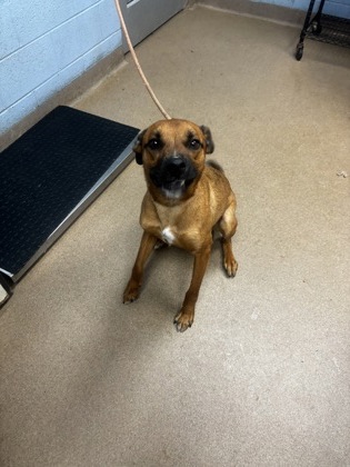 Shelter Stray Male Dog last seen Near Leslie Oaks Dr Lithonia, 30058, 30058, GA, Atlanta, GA 30341