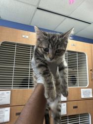 Shelter Stray Female Cat last seen Near N Indian Creek DrClarkston, GA 30021, 30021, GA, Atlanta, GA 30341