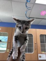 Shelter Stray Male Cat last seen Near Jolly Ave S, Clarkston, GA 30021, 30021, GA, Atlanta, GA 30341