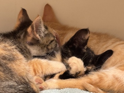 Shelter Stray Unknown Cat last seen Near Indian Creek Drive, 30021, GA, Atlanta, GA 30341