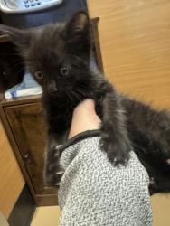 Shelter Stray Unknown Cat last seen Near The Trace, Lithonia, GA 30058, 30058, GA, Atlanta, GA 30341