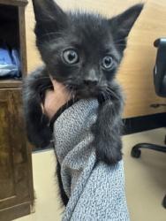 Shelter Stray Unknown Cat last seen Near The Trace, Lithonia, GA 30058, 30058, GA, Atlanta, GA 30341