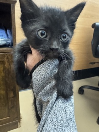 Shelter Stray Unknown Cat last seen Near The Trace, Lithonia, GA 30058, 30058, GA, Atlanta, GA 30341