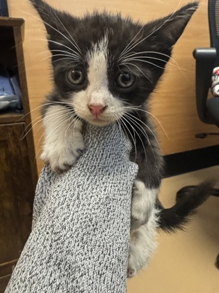 Shelter Stray Unknown Cat last seen Near The Trace, Lithonia, GA 30058, 30058, GA, Atlanta, GA 30341