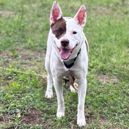 Shelter Stray Female Dog last seen College Station, TX , Bryan, TX 77807