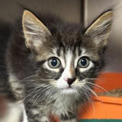 Shelter Stray Male Cat last seen Cecilia Loop / Edelweiss, City of College Station, TX, 5359 Leonard Rd, Bryan, TX 77807, USA