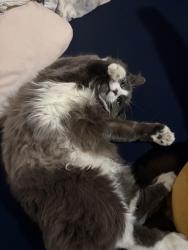 Lost Female Cat last seen inside home, gone by morning, Calgary, AB T3N 2J6
