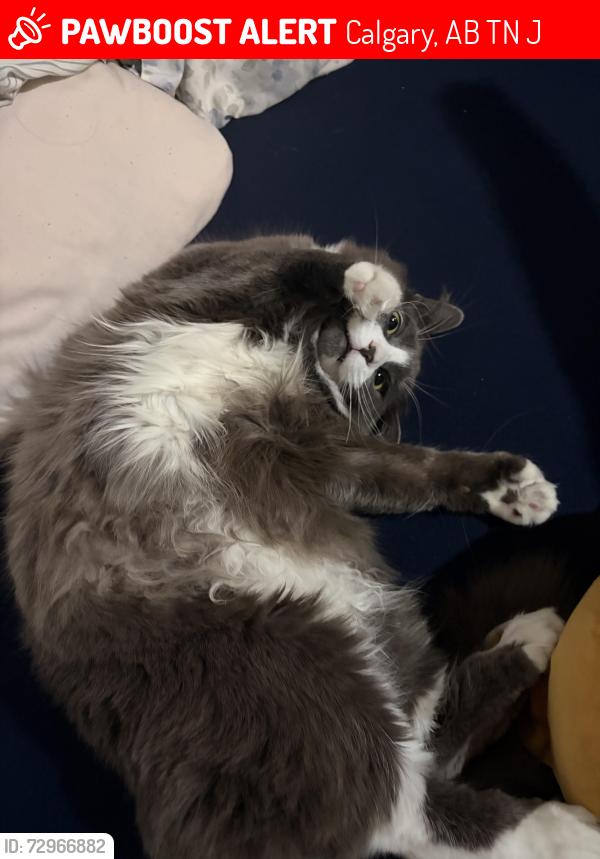 Lost Female Cat last seen inside home, gone by morning, Calgary, AB T3N 2J6