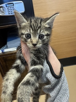 Shelter Stray Unknown Cat last seen Near The Trace, Lithonia, GA 30058, 30058, GA, Atlanta, GA 30341