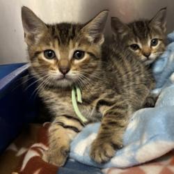 Shelter Stray Male Cat last seen Axis Ct & Navarro Dr, City of College Station, TX, 5359 Leonard Rd, Bryan, TX 77807, USA