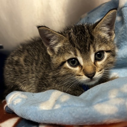 Shelter Stray Male Cat last seen Axis Ct & Navarro Dr, City of College Station, TX, 5359 Leonard Rd, Bryan, TX 77807, USA