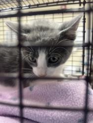 Shelter Stray Male Cat last seen Ladson, SC 29456, North Charleston, SC 29406