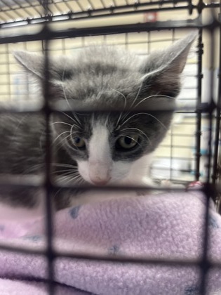 Shelter Stray Male Cat last seen Ladson, SC 29456, North Charleston, SC 29406