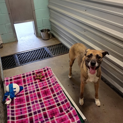 Shelter Stray Female Dog last seen Alvarado, TX 76009, Alvarado, TX 76009