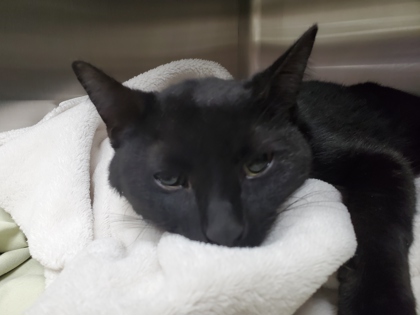 Shelter Stray Female Cat last seen Hoiles Ave, 43612, OH, Maumee, OH 43537