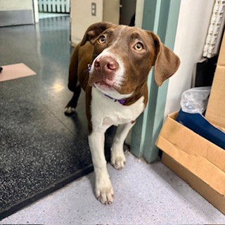 Shelter Stray Female Dog last seen Oakland, CA 94601, Oakland, CA 94601