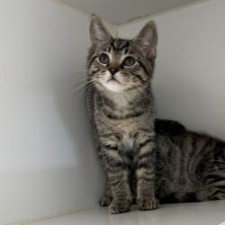 Shelter Stray Female Cat last seen , CA , Oakland, CA 94601