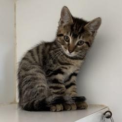 Shelter Stray Female Cat last seen , CA , Oakland, CA 94601